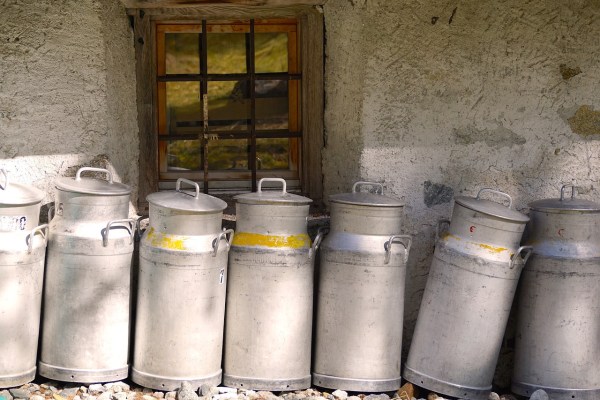 Tierwohl in der Schweizer Milchproduktion