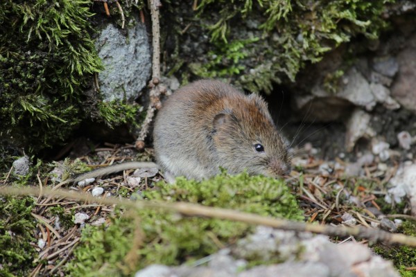 Dégâts causés par les souris en forêt : la chasse au renard n'est pas une solution
