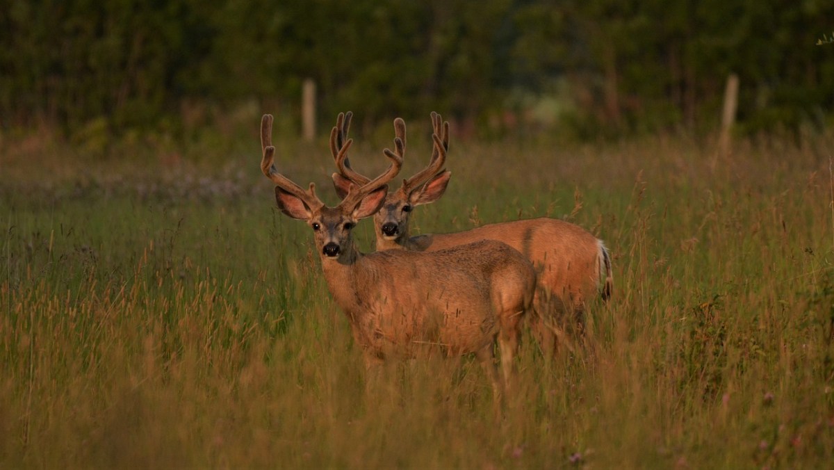 Wildtiermanagement in Genf Verhütung statt Abschuss