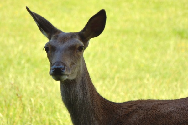 Bern: Die hässlichste Jagd auf der Welt