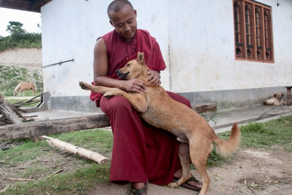Bhutan sterilisiert alle streunenden Hunde