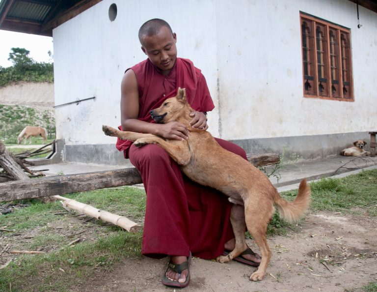 Bhutan ist das erste Land, das alle streunenden Hunde sterilisiert hat