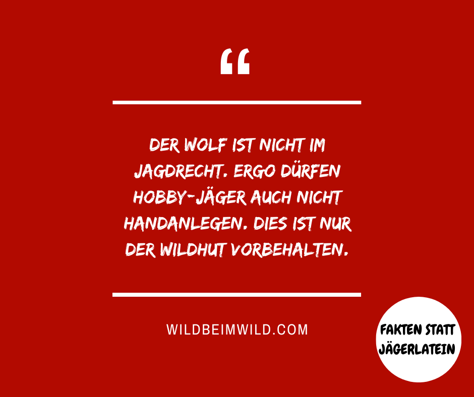 Der Wolf ist nicht im Jagdrecht
