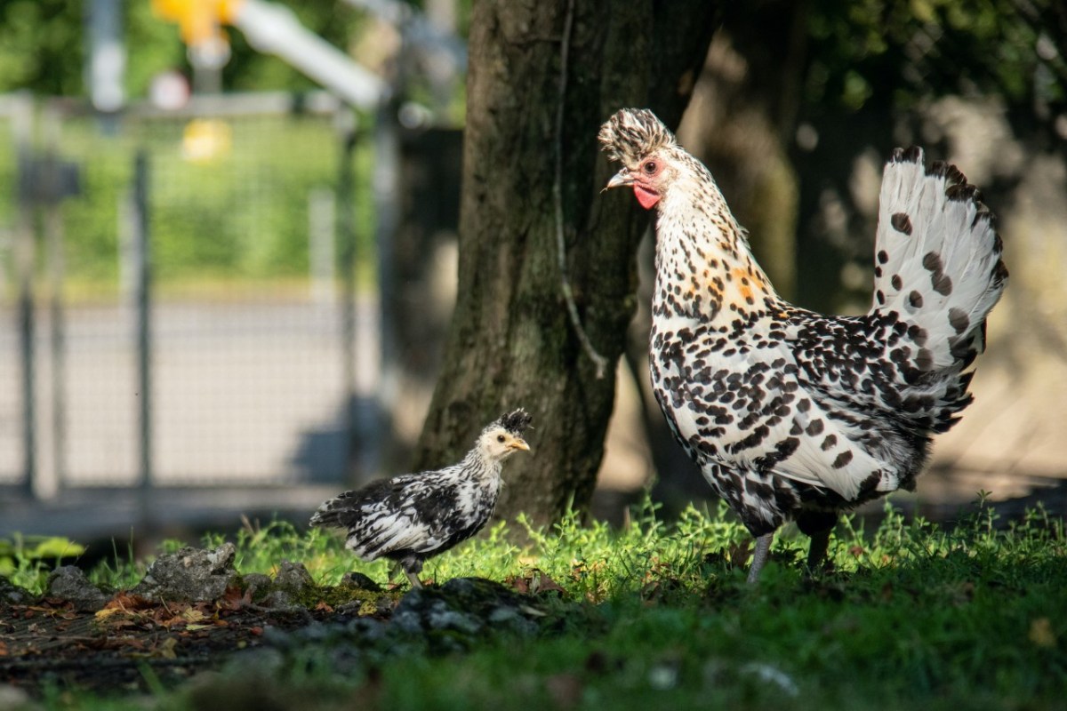 Die Schliessung des Streichelzoos im Dählhölzli Tierpark in Bern
