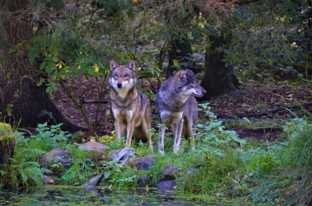 Die Wolfswilderei in der Schweiz hat begonnen