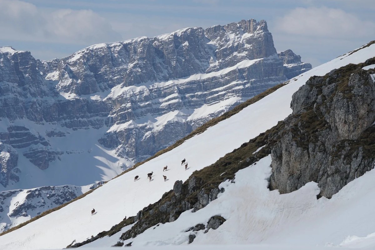 Graubünden Die hässlichste Jagd auf der Welt