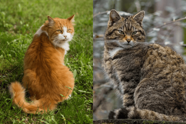 Domestic cat and wildcat: Hybridisation as a risk