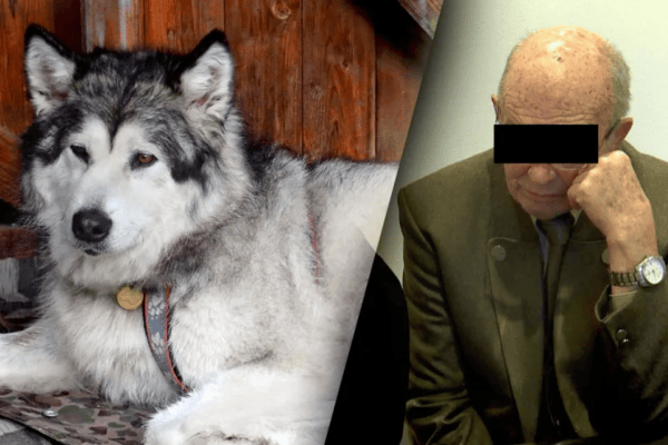 Hobby-Jäger erschiesst Schlittenhund Mara