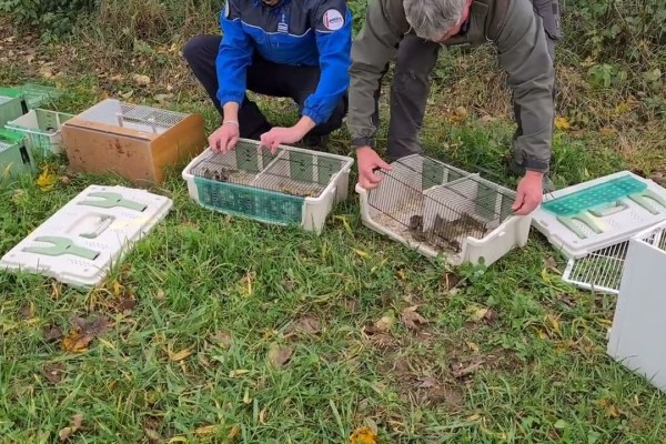 500 illegal gehaltene Vögel im Neuenburger Jura beschlagnahmt