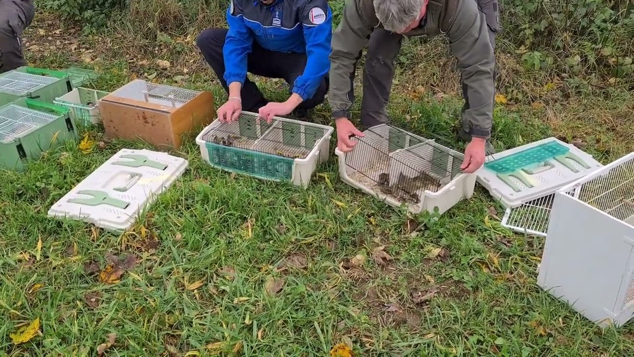 Illegal bird trade: Over 500 native and exotic birds seized in Switzerland