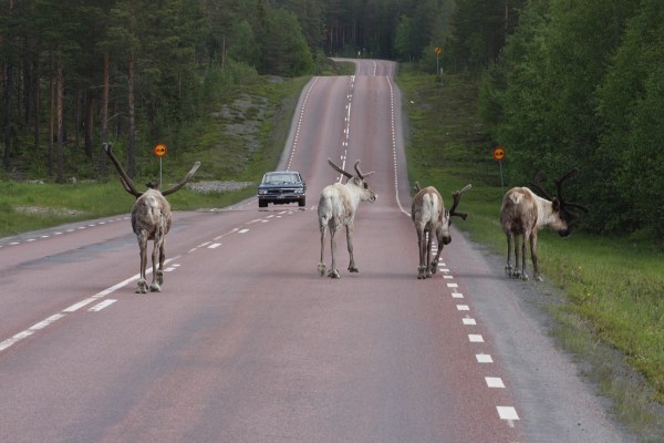 Sámi fordern Schutz der Rentiere in Schweden