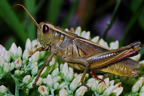 Insektenzucht: Drei Sorgen im Boom-Sektor