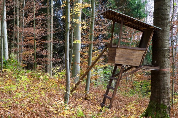 Polowanie na wilki: konflikt między hobby-myśliwymi a aktywistami