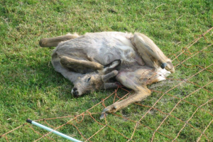 Stoppt den Verkauf von für Tiere gefährliche Weidenetze