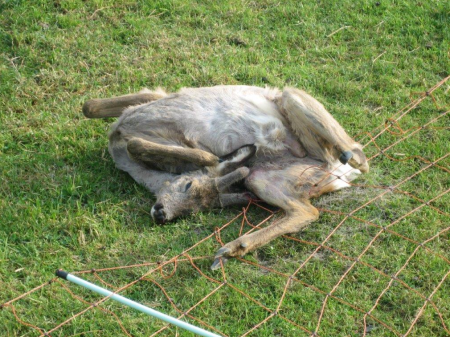 Stoppt den Verkauf von für Tiere gefährliche Weidenetze