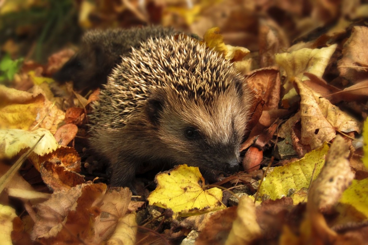 Tierärzte in der Schweiz kämpfen für die Behandlung von Wildtieren - Eine dringende Gesetzesänderung ist nötig
