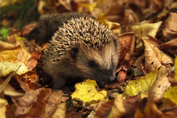 Les vétérinaires exigent : soigner les animaux sauvages sans bureaucratie