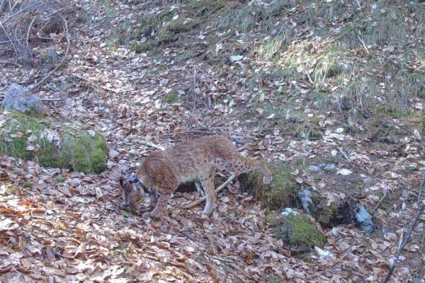 Luchsin Sofia gewildert: Hobby-Jäger-Kriminalität