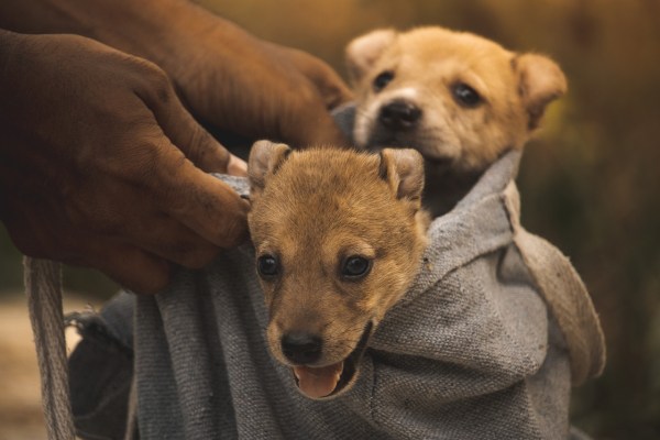 Striktere Regeln für Hundeimport und Tierwohl