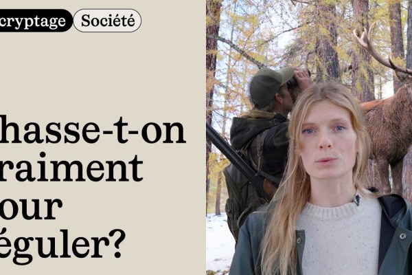 Video: Wird wirklich gejagt, um zu regulieren?