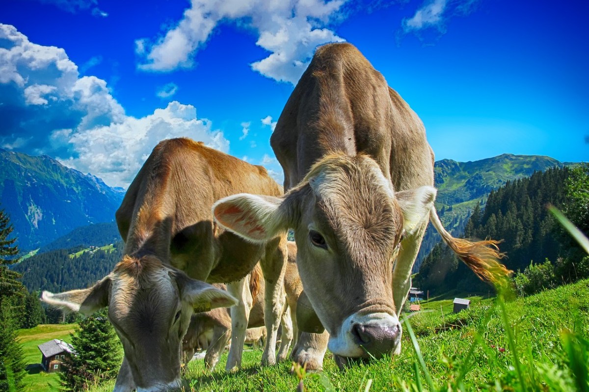 Ackerfläche zuerst für Menschen, Grasland für Tiere