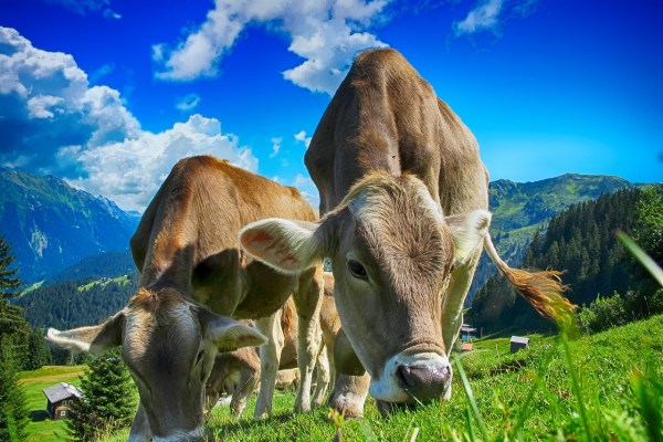 Terreni agricoli per l'uomo, praterie per gli animali