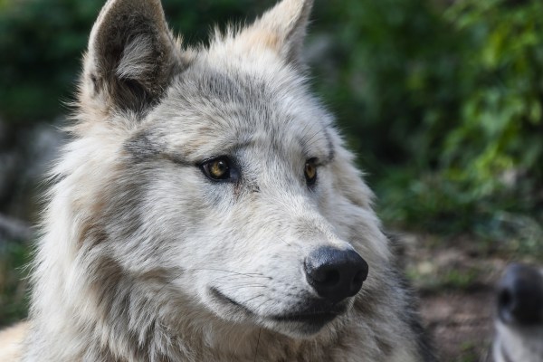 Loup : le conseiller fédéral Rösti contourne l'ordre et le droit