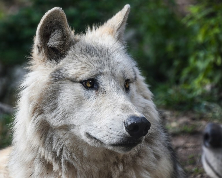 Wolf: Bundesrat Rösti (SVP) umgeht Recht und Ordnung