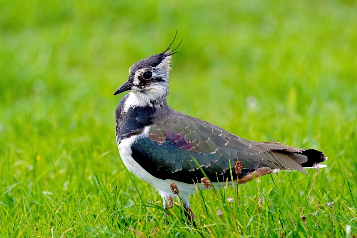 Alarmierender Bericht über die Vogelvielfalt in der Schweiz