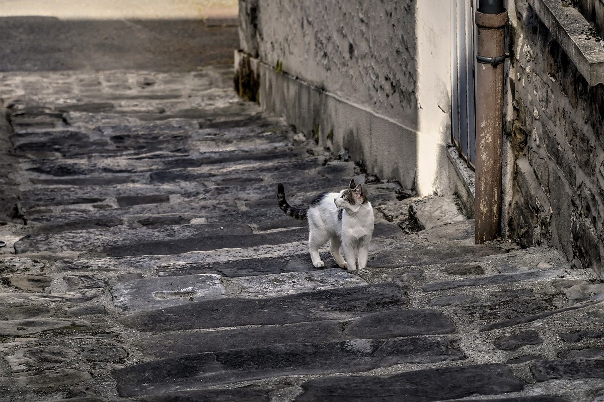 Coronavirus-Mutation bedroht Katzen auf Zypern