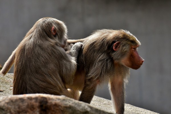 Zoo schickt Tiere ins Versuchslabor