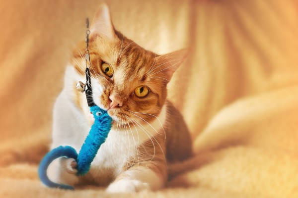 Katzenspielzeug: Warum es so wichtig ist