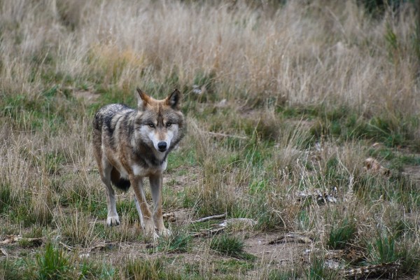 L'UE veut abaisser la protection du loup contre l'avis de la science