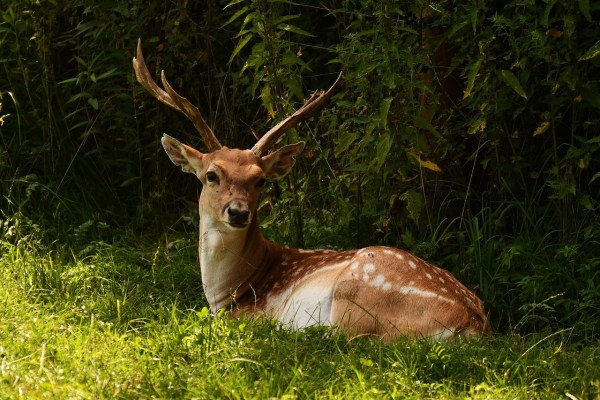 Jeder Dritte Betrieb schummelt bei Wildbret-Deklaration