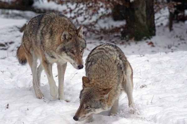 Massacre de la population de loups au Tessin : 1 sur 5