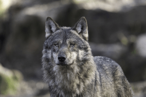 Massaker des Wolfsbestands im Wallis Aktualisierungen und Auswirkungen
