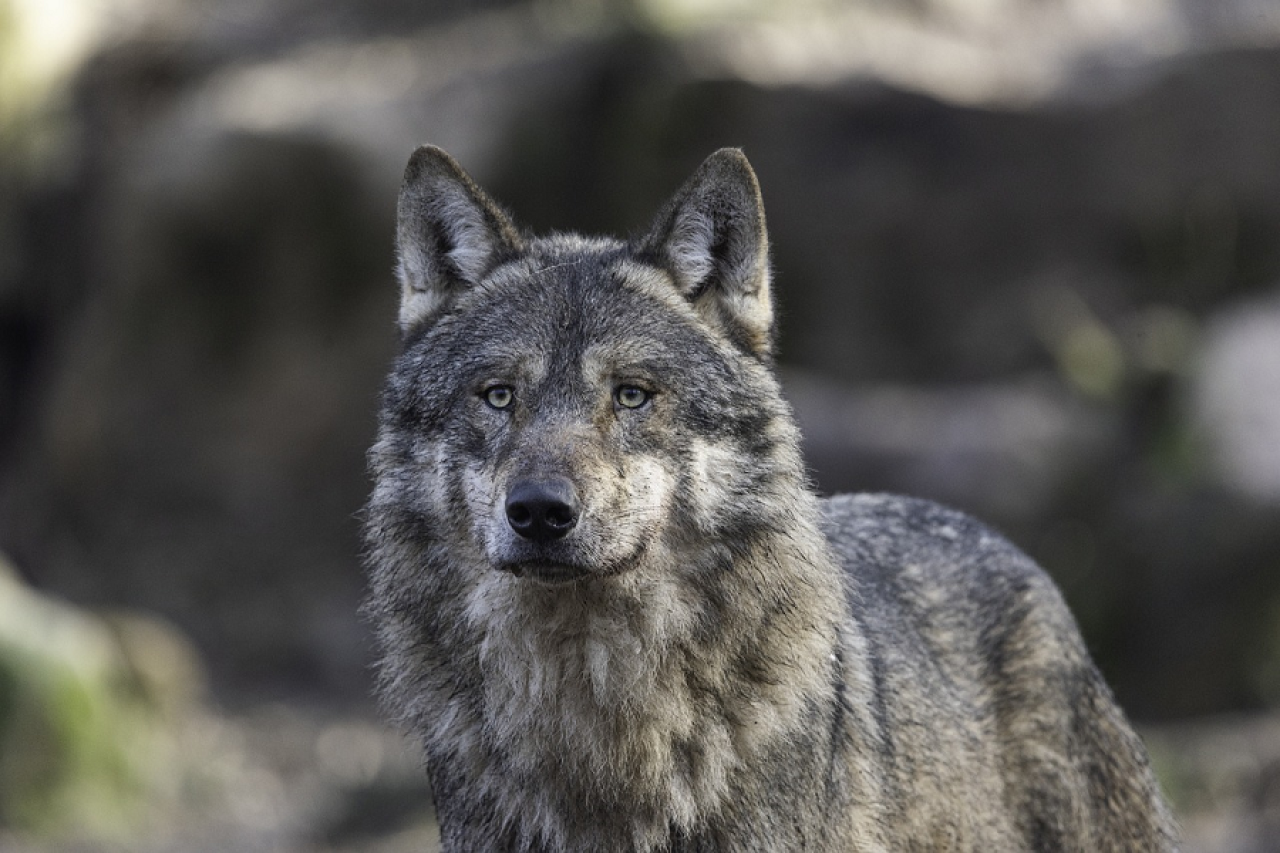Wolfsmassaker Wallis: 27 von 34 Wölfen erlegt