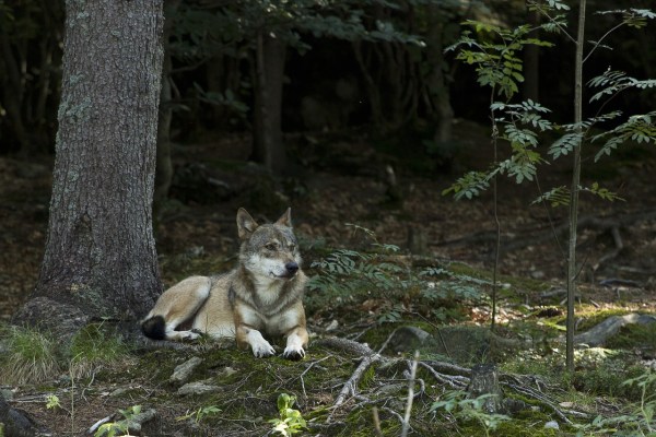 Massacre de loups aux Grisons : 9 loups abattus en décembre