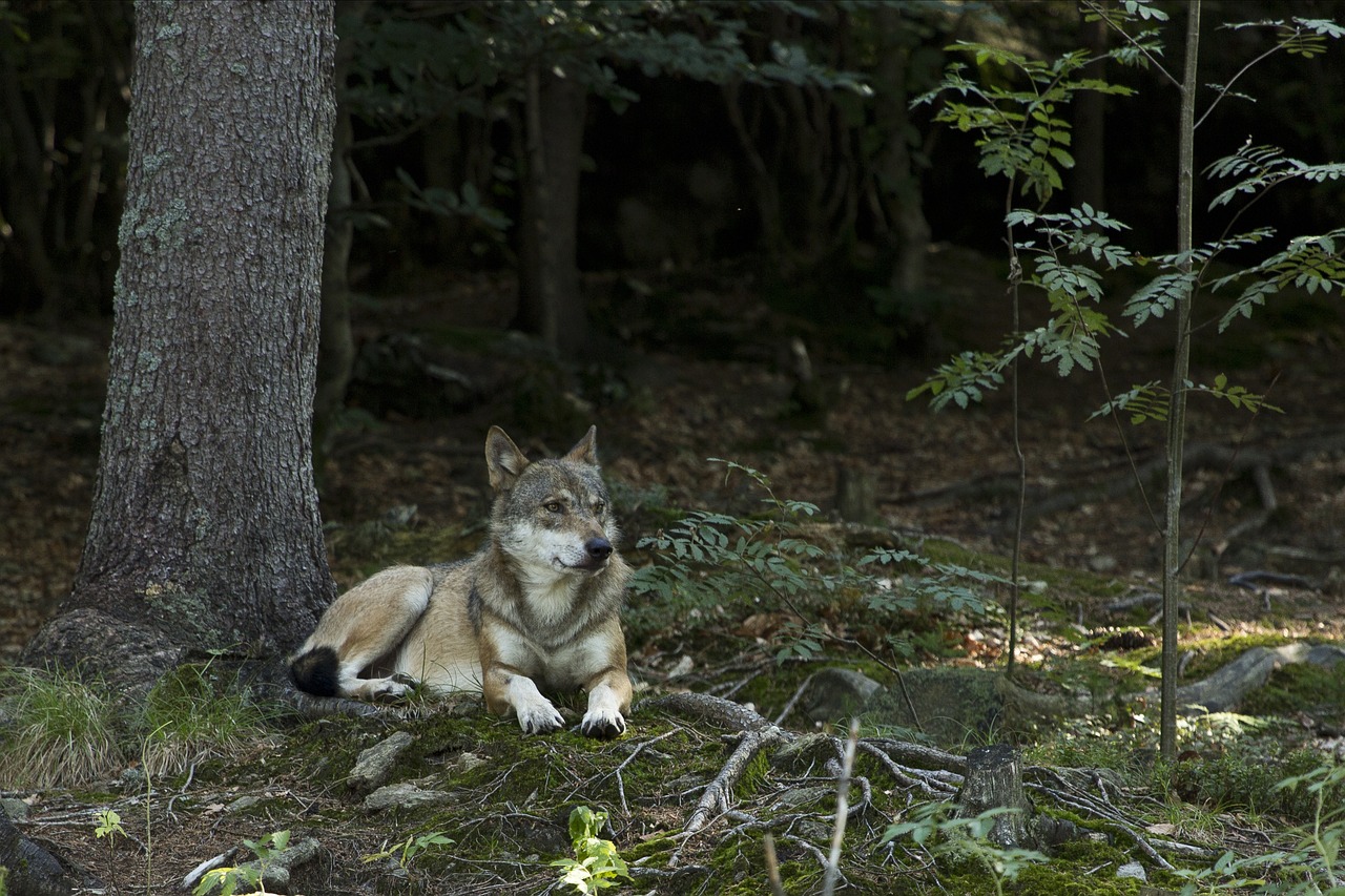 Massaker des Wolfsbestands in Graubünden von 44