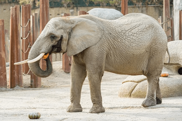 Elefantenkuh Heri: Schwangerschaft im Zoo Basel gescheitert