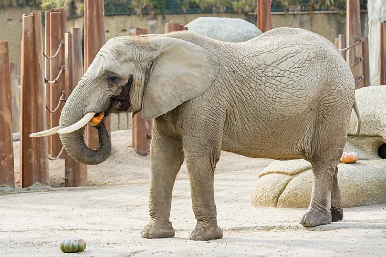 Elefantenkuh Heri: Schwangerschaft im Zoo Basel gescheitert