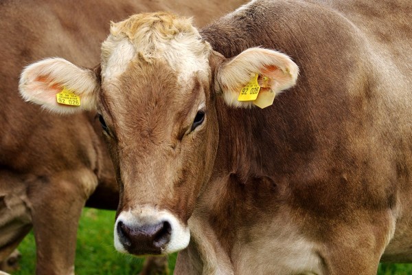 Schweizer Tierschutz nicht spendenwürdig