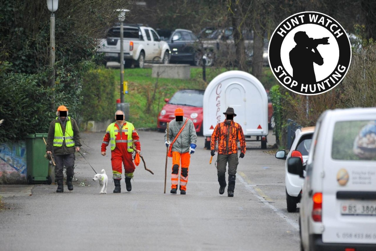 Disputa entre asociaciones de cazadores y activistas por los derechos de los animales en Basilea-Campiña.