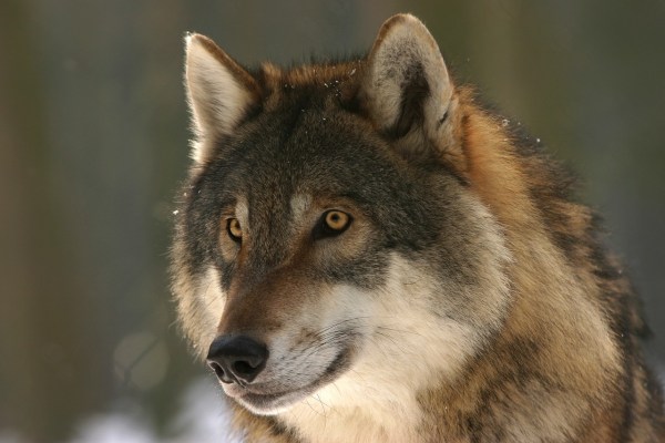 Umfrage: 68 Prozent wollen strengen Wolfsschutz