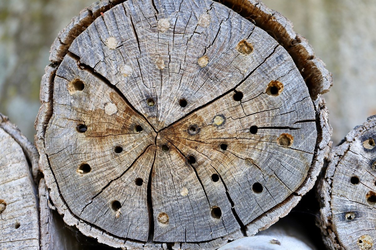 Wie Bienen den Winter überleben: Einblick in ihr Verhalten