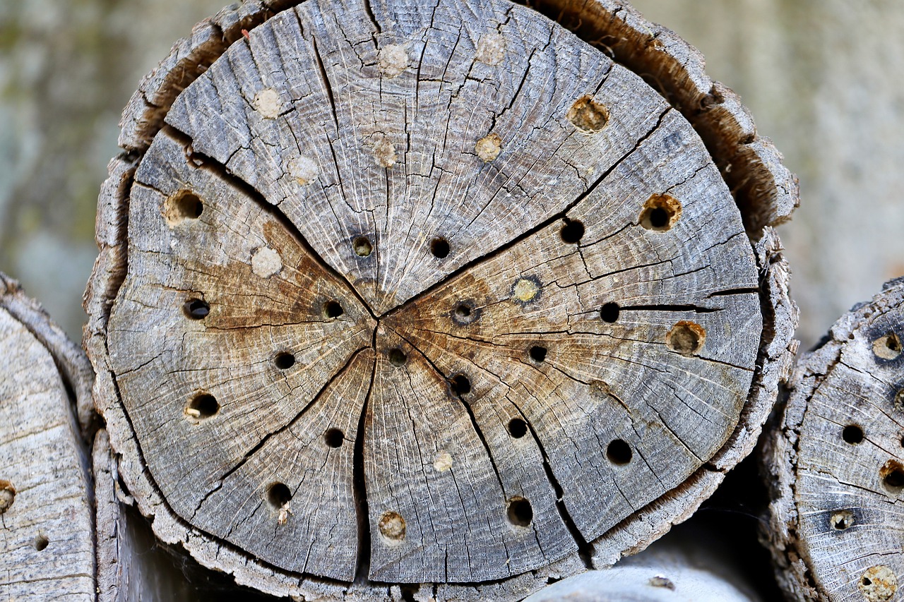 Wie Bienen den Winter überleben: Einblick in ihr Verhalten
