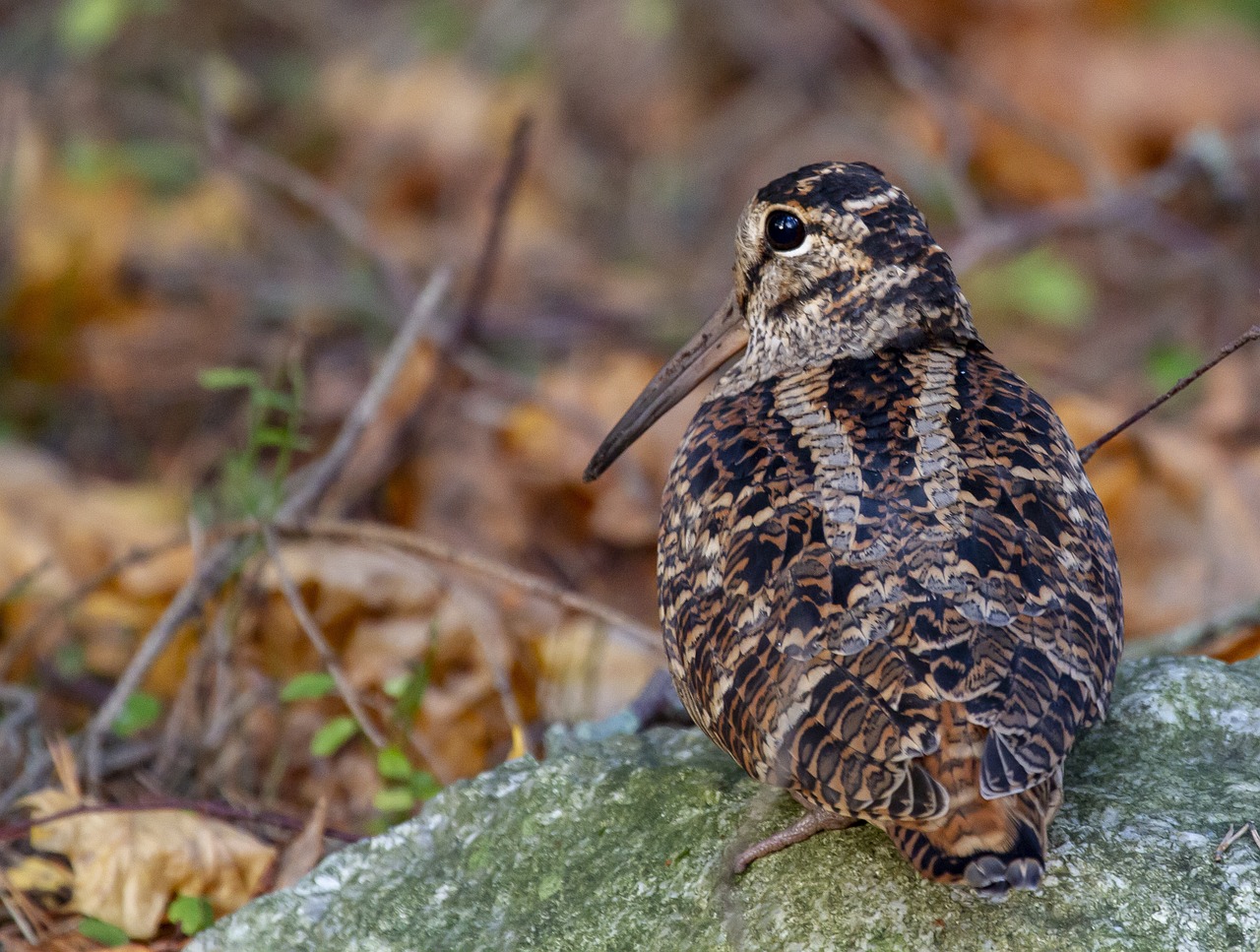 Kanton Freiburg: Waldschnepfenjagd trotz Roter Liste