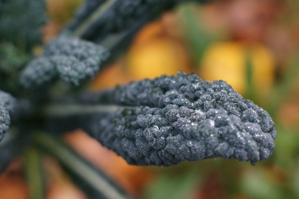 Palmkohl: Vergessenes Superfood aus der Toskana