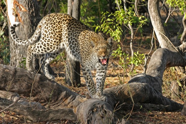 Caccia al trofeo come tutela della natura? I miti smascherati