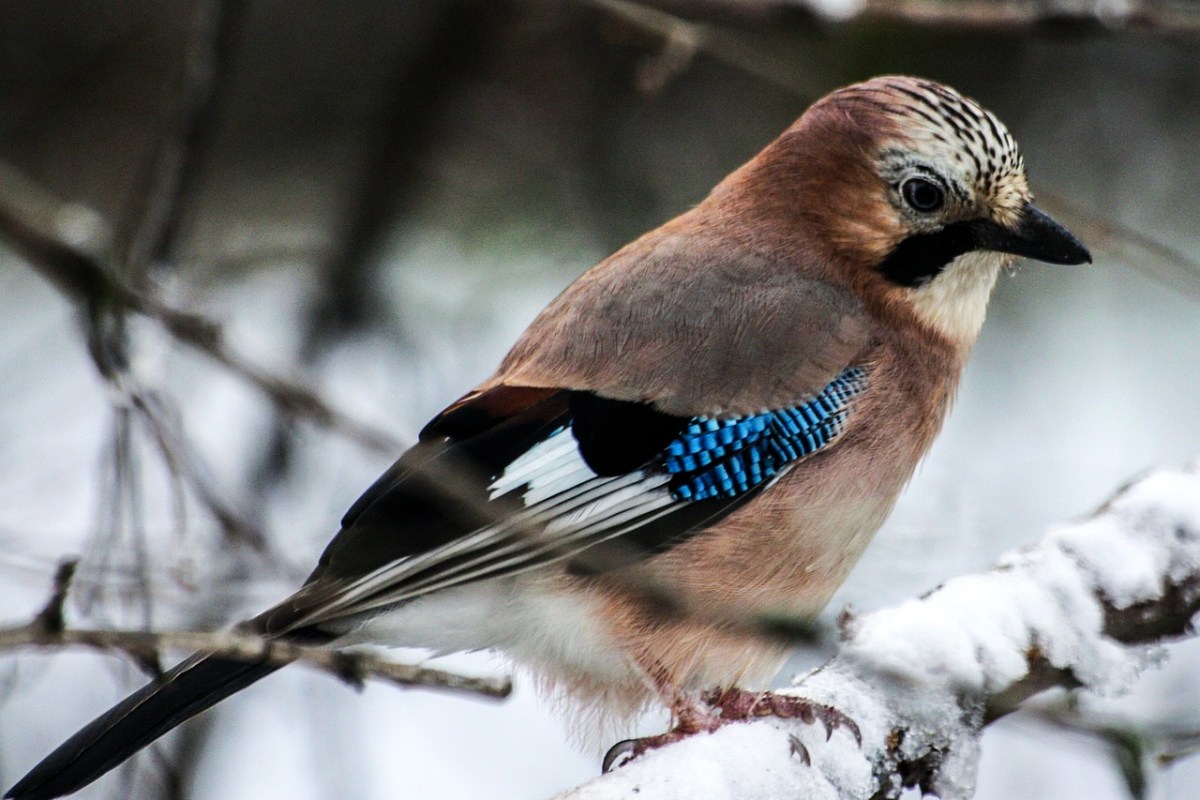 Vogeljagd im Kanton Zürich